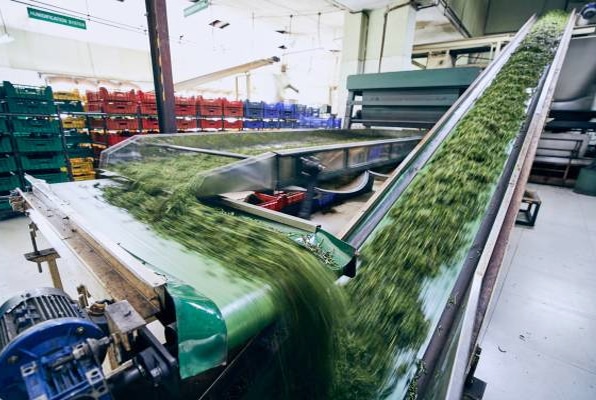 Solar Solutions for Tea Factories