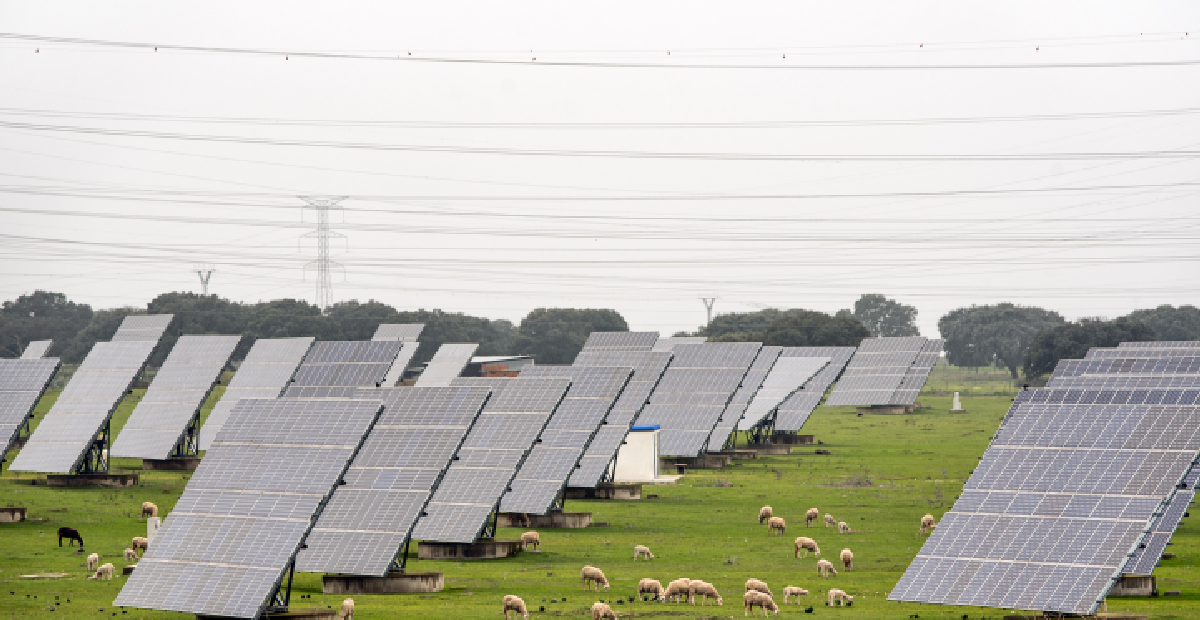 A row of industrial solar panels on a single-axis solar tracking system